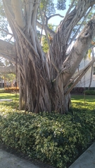 Ficus altissima