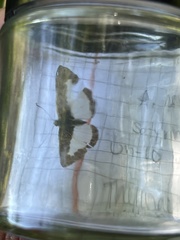 Synargis calyce brennus