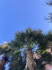 Sabal palmetto