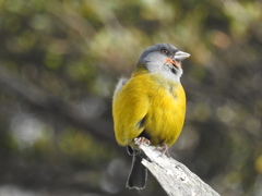 Phrygilus patagonicus