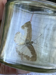 Synargis calyce brennus