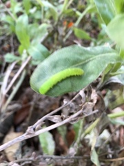 Phlogophora meticulosa