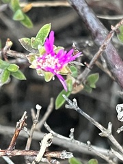 Drosanthemum parvifolium