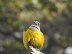 Phrygilus patagonicus