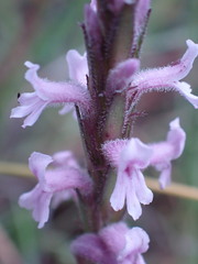 Striga bilabiata