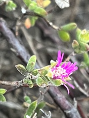 Drosanthemum parvifolium