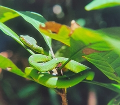 Tropidolaemus subannulatus