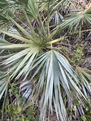 Coryphoideae
