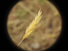 Anthoxanthum odoratum