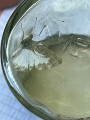 Synargis calyce brennus