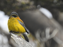 Phrygilus patagonicus