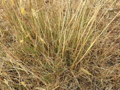 Anthoxanthum odoratum