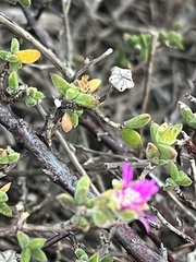 Drosanthemum parvifolium