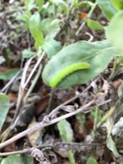 Phlogophora meticulosa