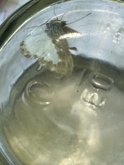 Synargis calyce brennus