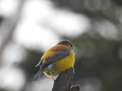 Phrygilus patagonicus