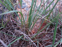 Setaria sphacelata torta