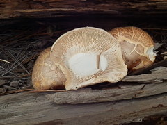 Neolentinus ponderosus image