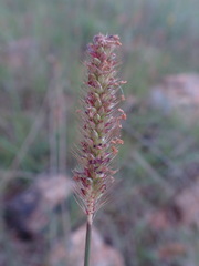 Setaria sphacelata torta