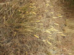 Anthoxanthum odoratum