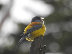 Phrygilus patagonicus