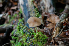 Pluteus phlebophorus