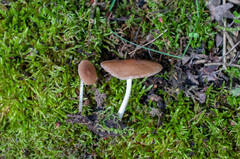 Pluteus phlebophorus
