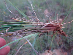 Setaria sphacelata torta