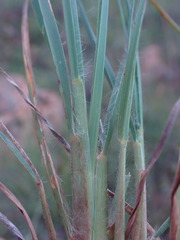 Setaria sphacelata torta