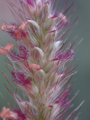 Setaria sphacelata torta