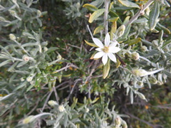 Chiliotrichum diffusum