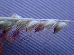 Setaria sphacelata torta