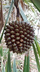 Pandanus utilis