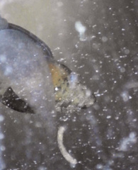 Potamopyrgus antipodarum