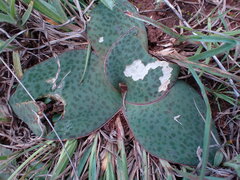 Ledebouria ovatifolia