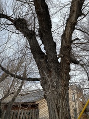 Sciurus niger rufiventer