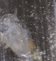 Potamopyrgus antipodarum