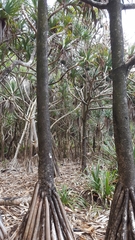 Pandanus utilis