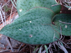 Ledebouria ovatifolia