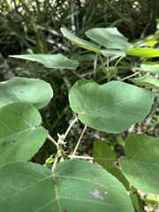 Moraceae