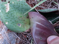 Ledebouria ovatifolia