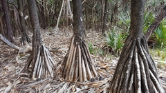 Pandanus utilis