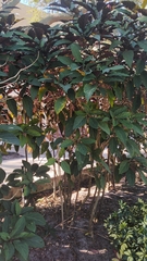 Polyscias guilfoylei