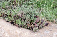 Crassula setulosa