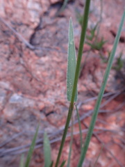 Urochloa serrata