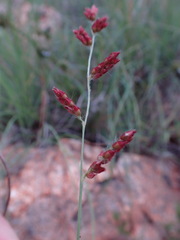 Urochloa serrata