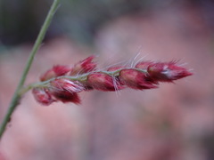Urochloa serrata