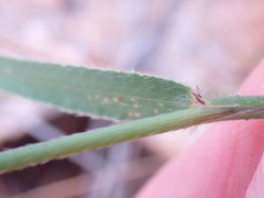 Urochloa serrata
