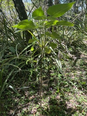 Moraceae