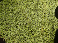 Lemna aequinoctialis
